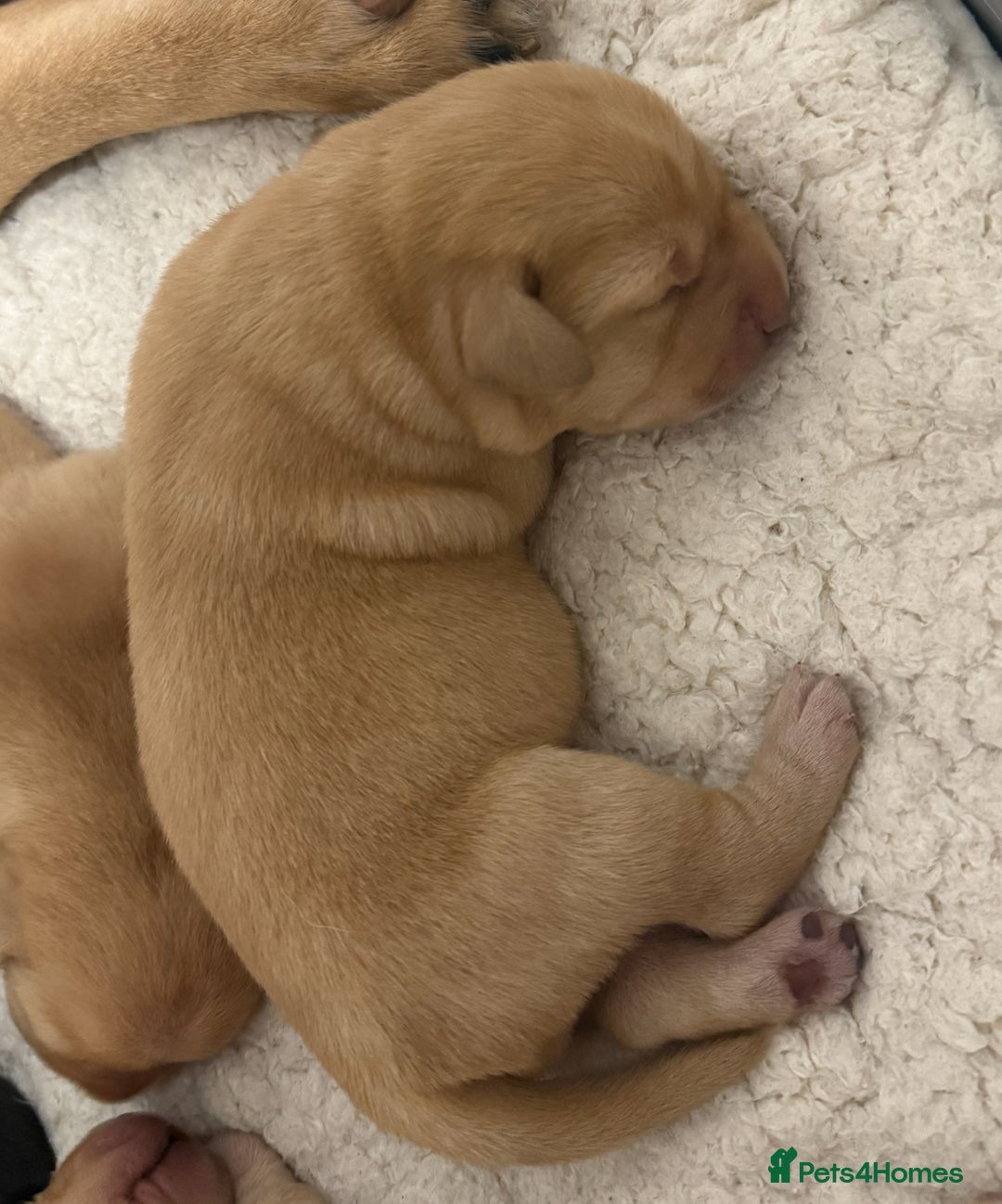 Labrador Retriever dogs for sale: Beautiful litter of labradors - Advert 8