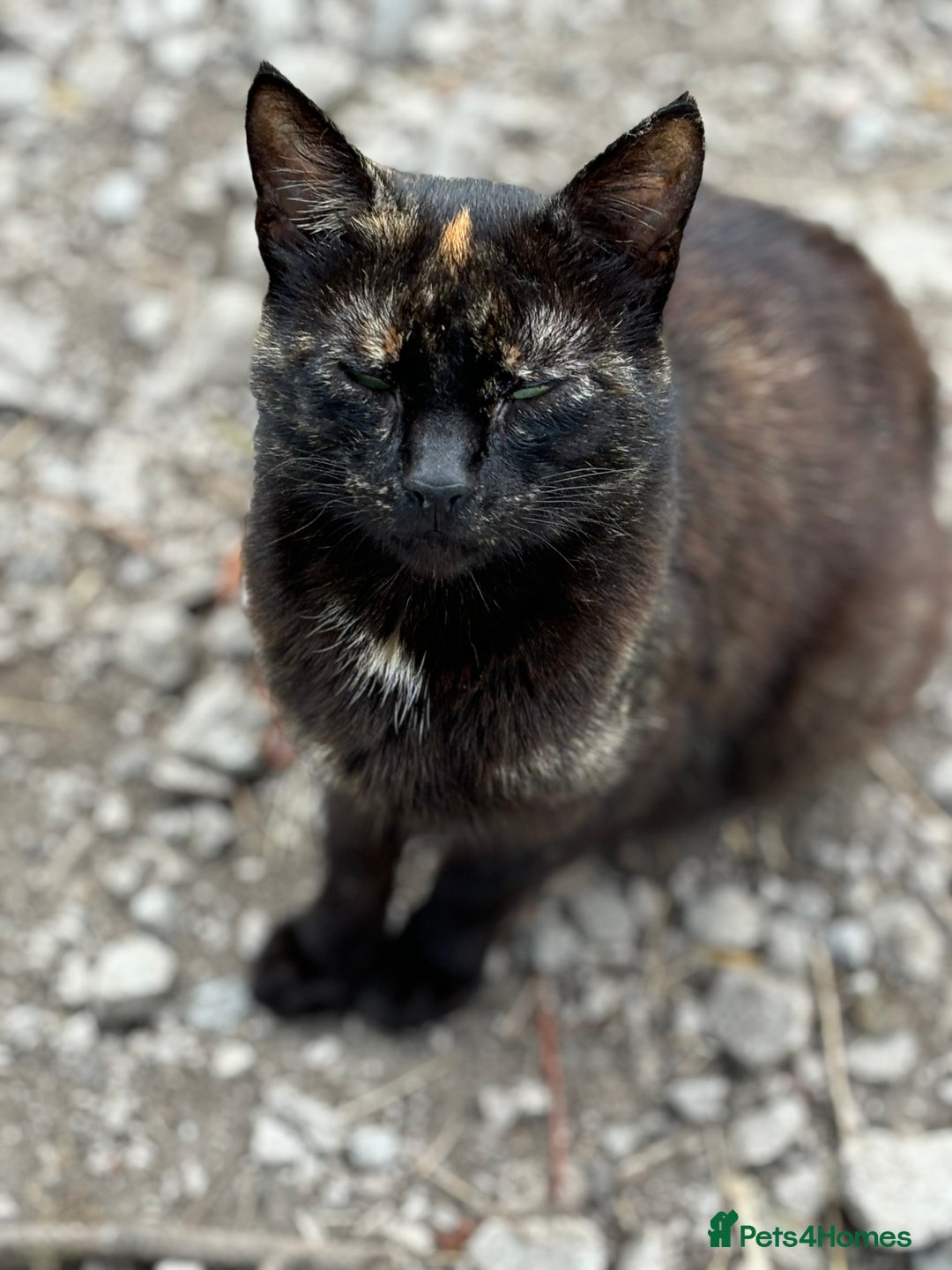 Mixed Breed cats for sale: Gorgeous Kittens Available Now 3 Of them  - Image 9