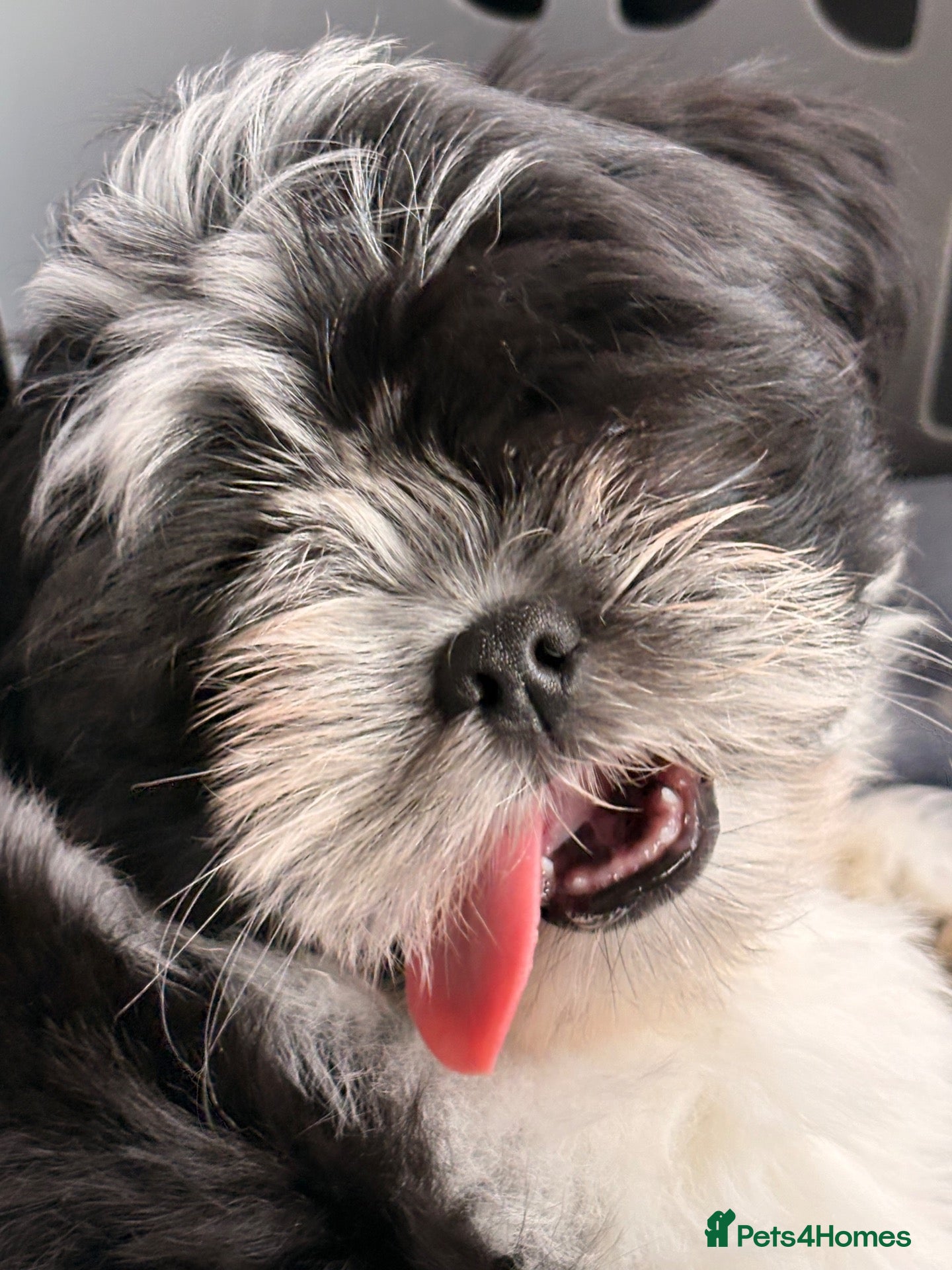 Lhasa Apso dogs Last boy KC Lhasa Apso Puppy - Advert 13