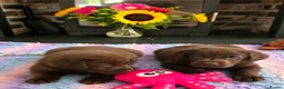 Labrador Retriever dogs for sale: Gorgeous Chocolate Labrador Puppies  - Advert 9