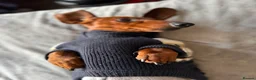 Dachshund dogs for stud: Dachshund for studding  - Advert 4