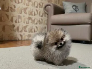 Pomeranian dogs Top Quality 🏆Championship 🧸Teddy Bear - Advert 14