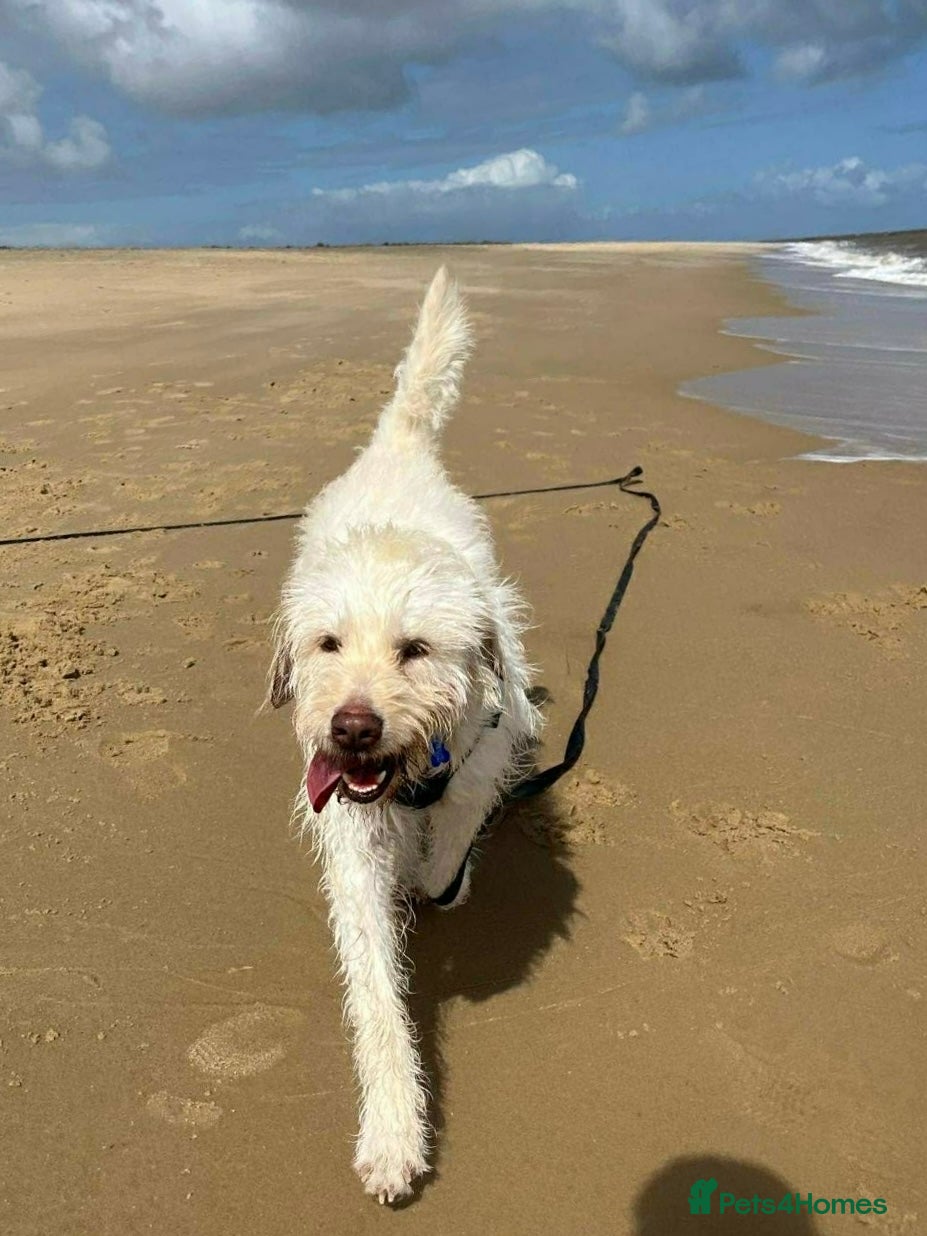 Mixed Breed dogs ❤️ Diego – Gentle Giant Looking for Love 🐾 - Advert 1