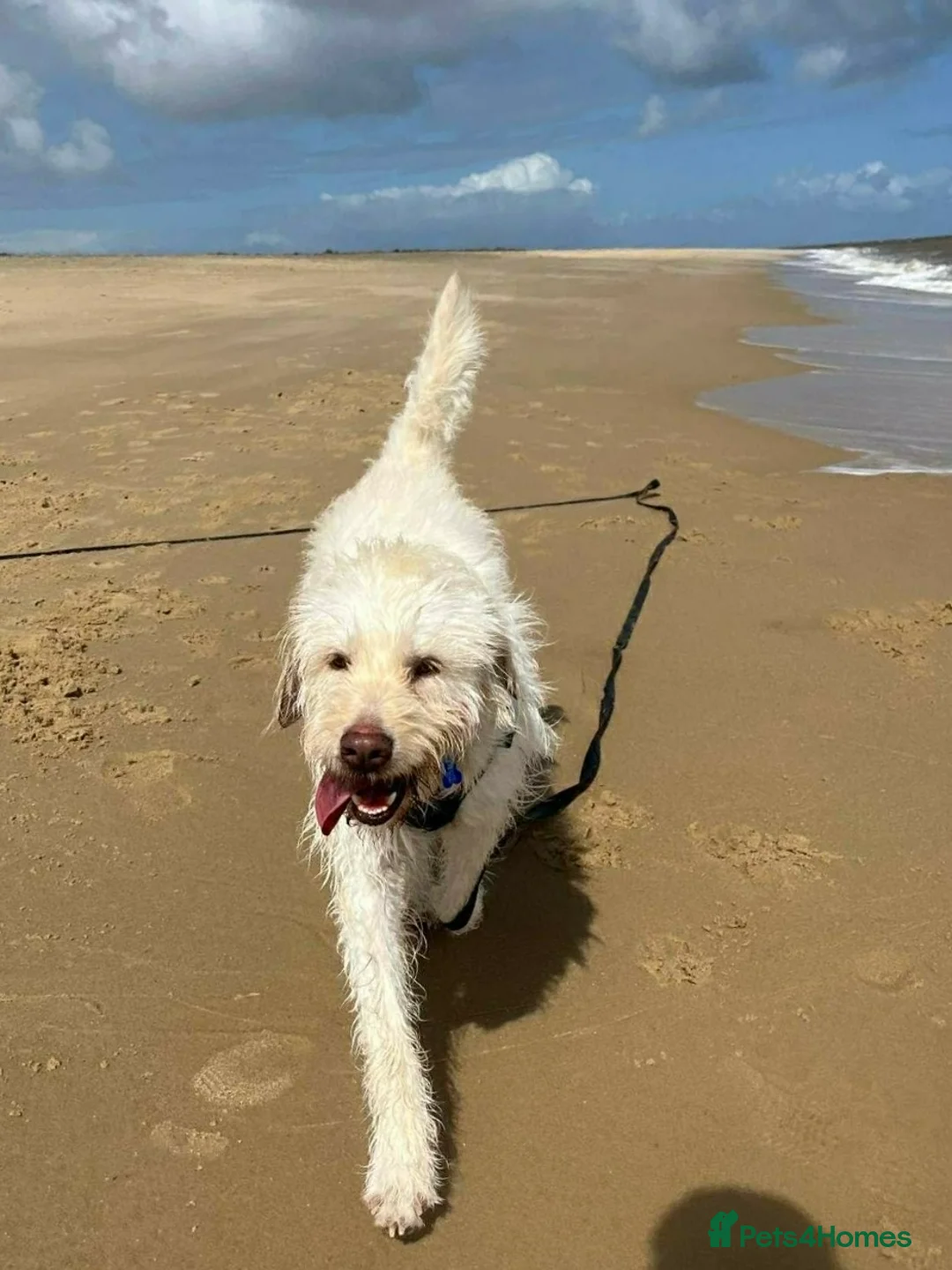 Mixed Breed dogs for adoption: ❤️ Diego – Gentle Giant Looking for Love 🐾 in Great Yarmouth - Advert 1