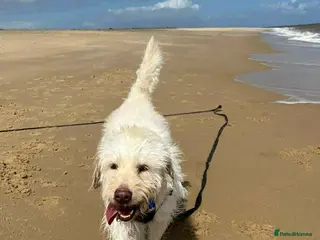 Mixed Breed dogs ❤️ Diego – Gentle Giant Looking for Love 🐾 - Advert 1