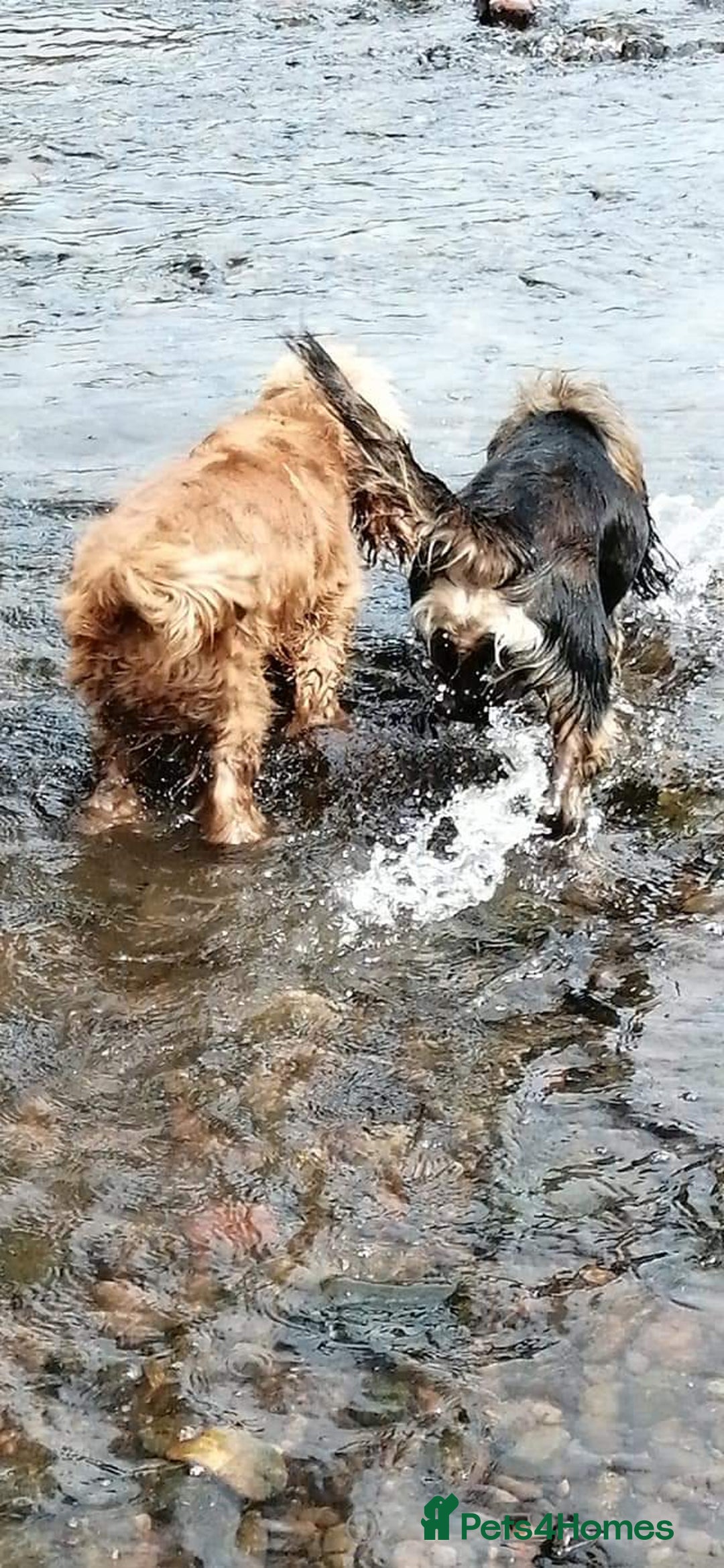 Cocker Spaniel dogs for sale: Show type Cocker Spaniel puppies - Advert 9