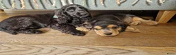 Cocker Spaniel dogs for sale: Beautiful Show Cocker Spaniel Puppies  - Advert 20