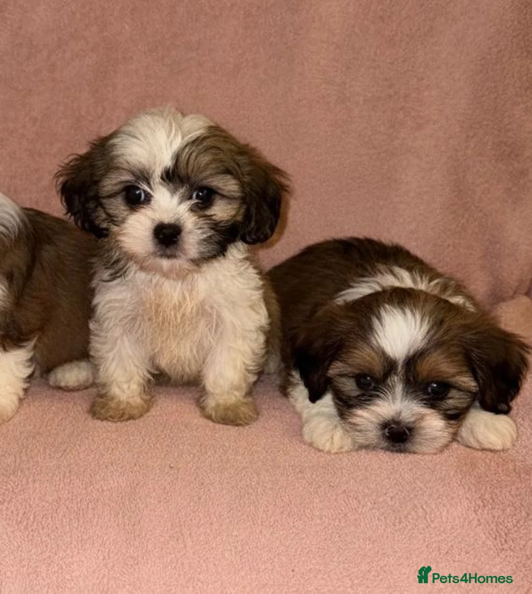 Shih Tzu dogs for sale: Shih Tzu Puppies  - Advert 6