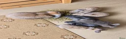 Dwarf Lop rabbits for sale: Baby rabbits  in Norwich - Advert 4