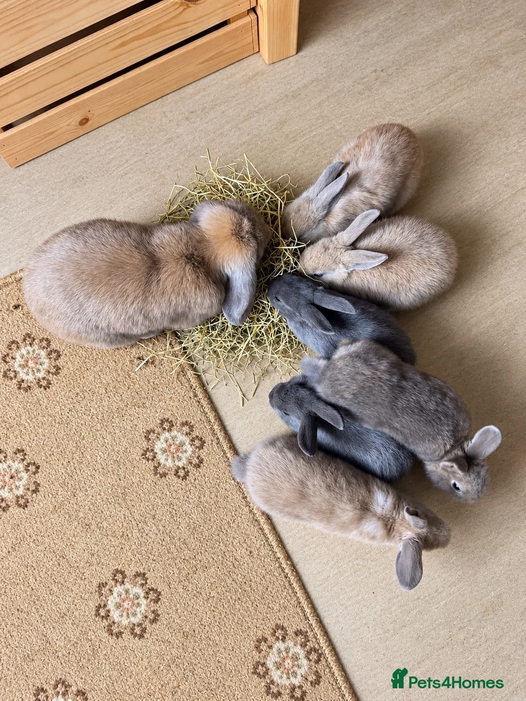 Dwarf Lop rabbits for sale: Baby rabbits  in Norwich - Advert 4