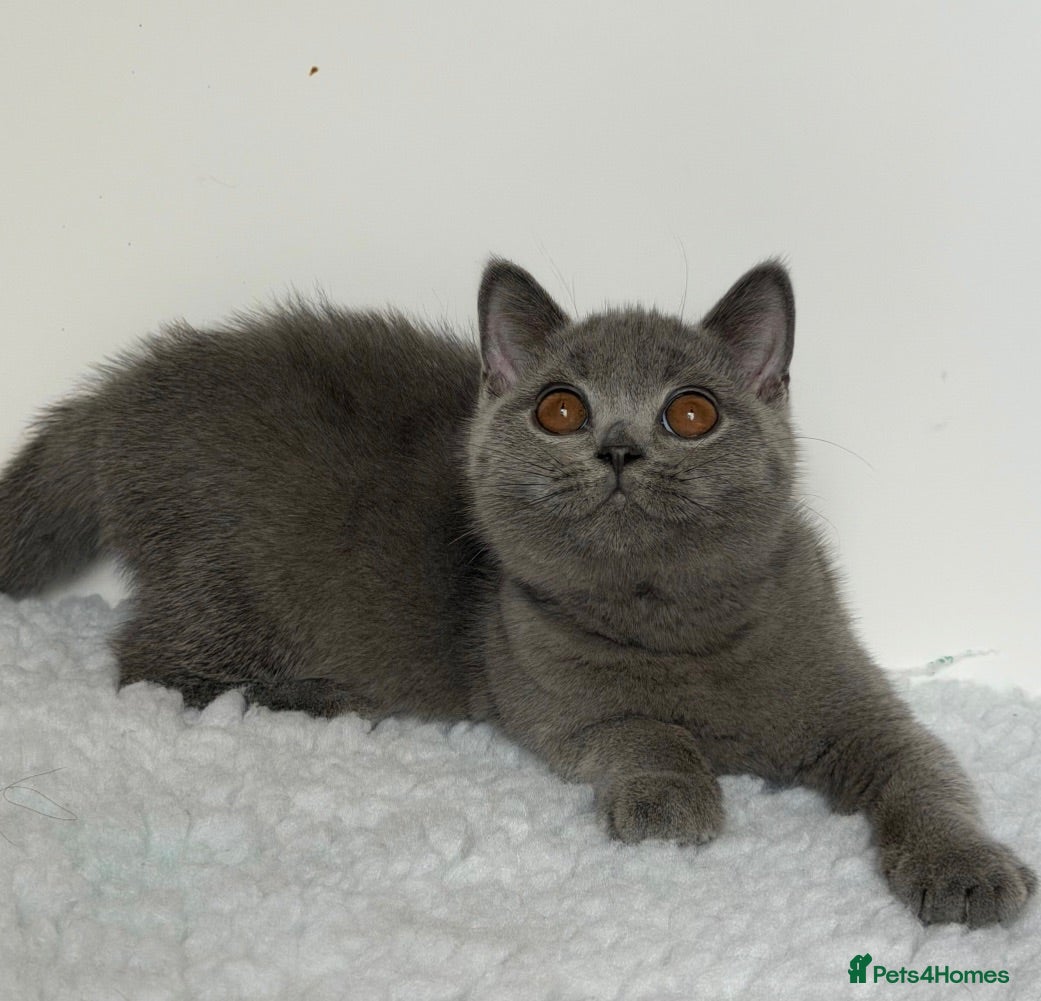 British Shorthair cats ✨ GCCF BEAUTIFUL KITTENS ✨ - Advert 2