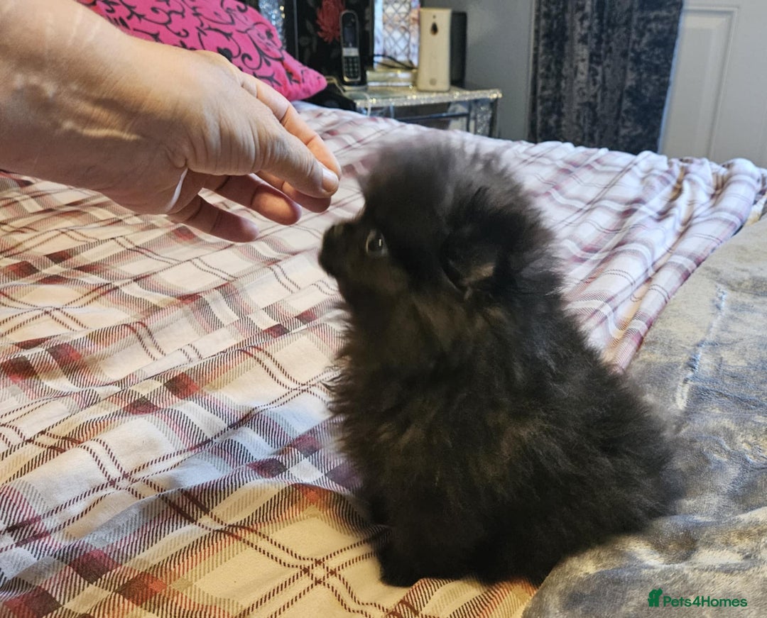 Pomeranian dogs for sale: TINY miracle KC Pomeranian 907grams at 16 weeks - Image 3