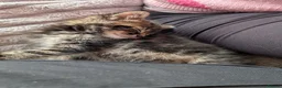 Persian cats for sale: 4 X doll faced Persian kittens cross  - Advert 21