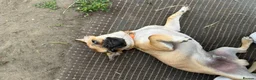 Chihuahua dogs for sale: Beautiful Cream chihuahua for sale  in London - Advert 6