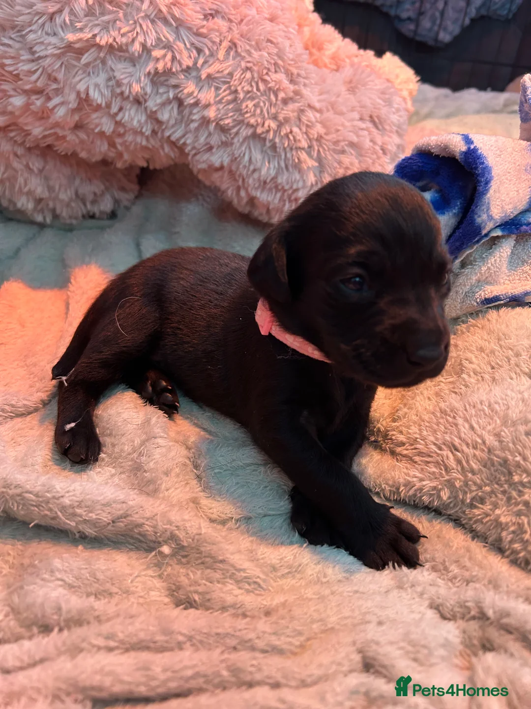 Labrador Retriever dogs for sale: 8 gorgeous Labrador puppies  - Advert 40