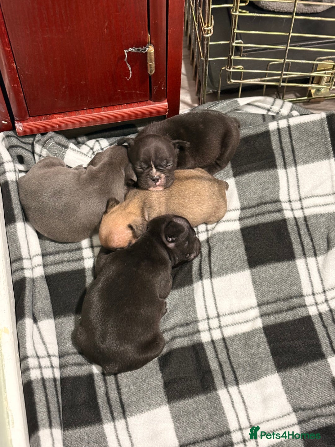 French Bulldog dogs for sale: French bulldogs  - Image 1