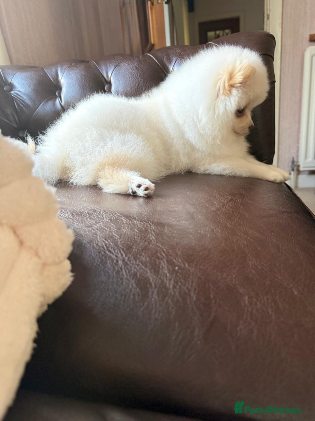 Pomeranian dogs for sale: 🐾✨ Rare White Extra Tiny Size Pomeranian Puppies  - Image 8