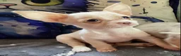 Chihuahua dogs for sale: Gorgeous tiny Chihuahua babies - Advert 3