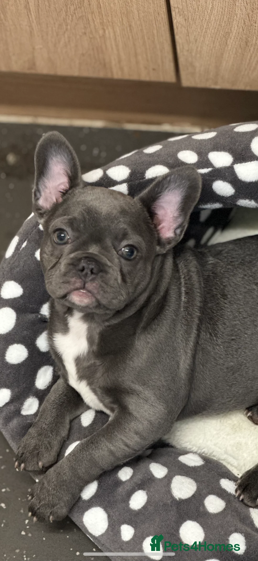 French Bulldog dogs for sale: French bulldog girl  - Advert 6