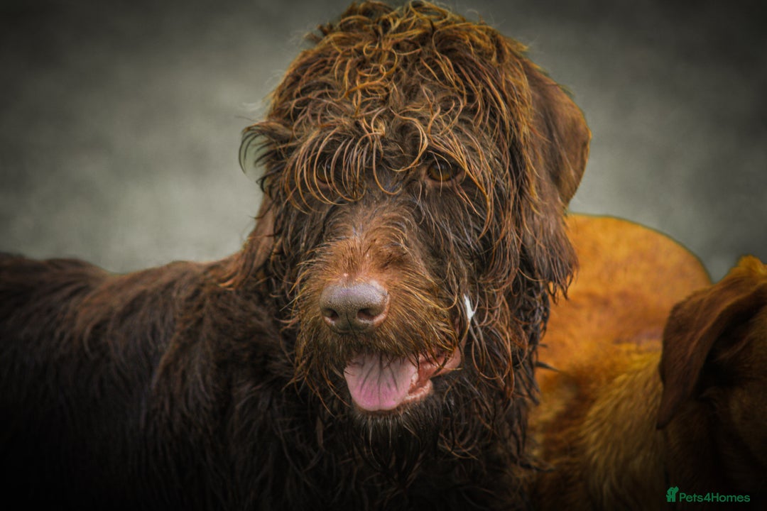 Mixed Breed dogs for sale: Labrador X German Wire Haired Pointer  - Image 3