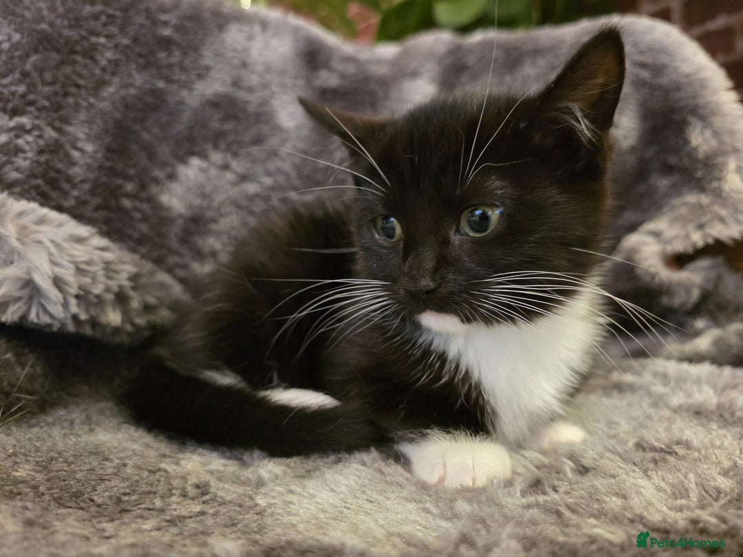 Ragdoll cats for sale: Rehomed  - Advert 3