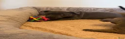 Staffordshire Bull Terrier dogs for sale: KC Registered Staffordshire Bull Terrier Puppies. - Advert 12