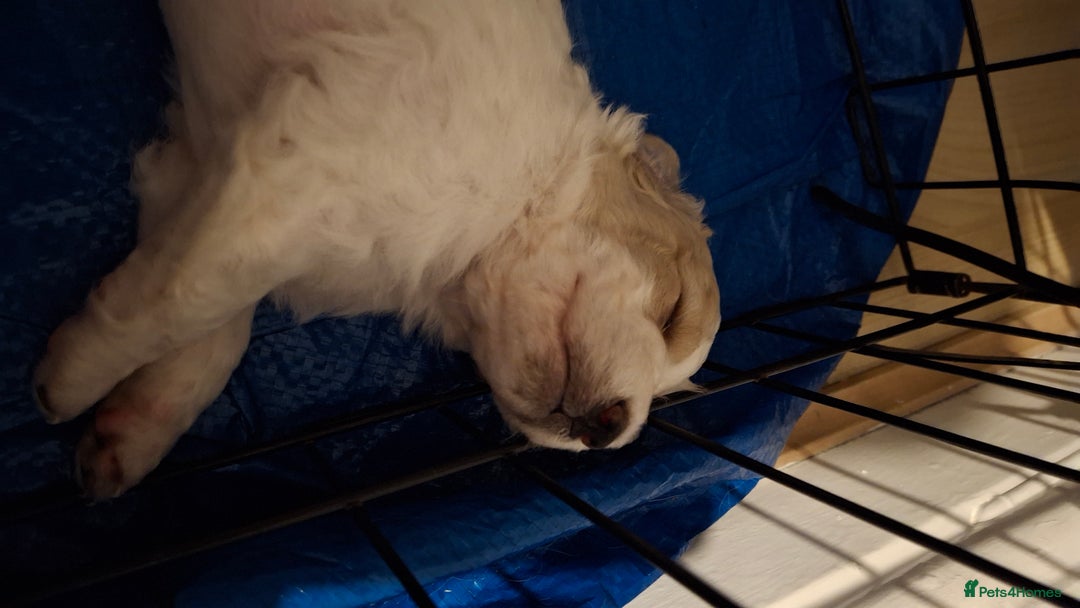 Cockapoo dogs for sale: Mr cassidy - Image 15
