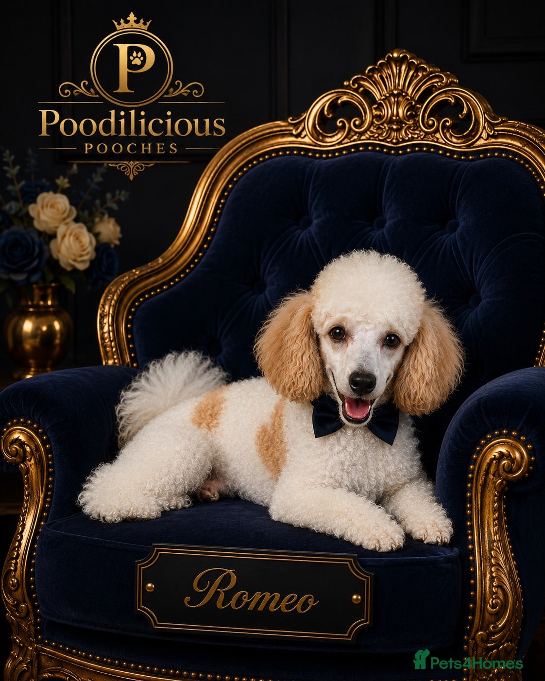 Miniature Poodle dogs Red/aipricot parti poodle. DNA clear  - Advert 13
