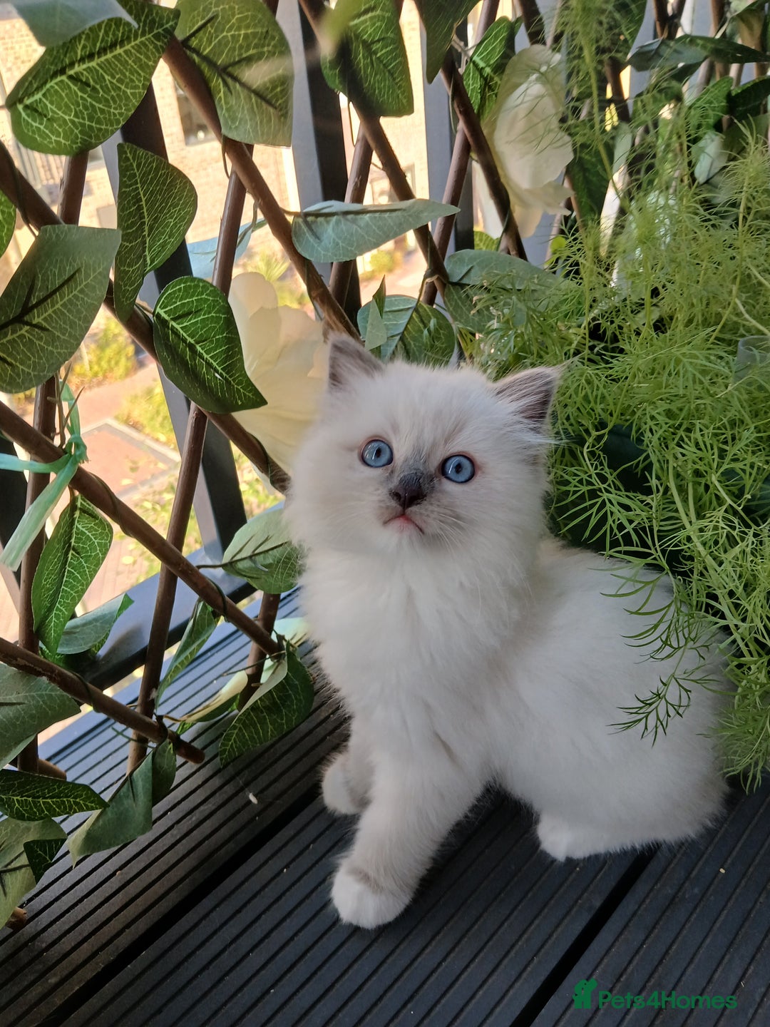 Ragdoll cats for sale: SUPER SWEET AND HAPPY KITTEN - Image 7