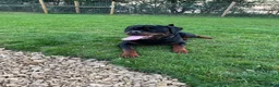 Rottweiler dogs for stud: Stud dog available  - Advert 4