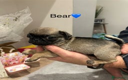 Pug dogs for sale: 🐶 KC Registered Pug Puppies-Ready Now! 🐶 - Image 6