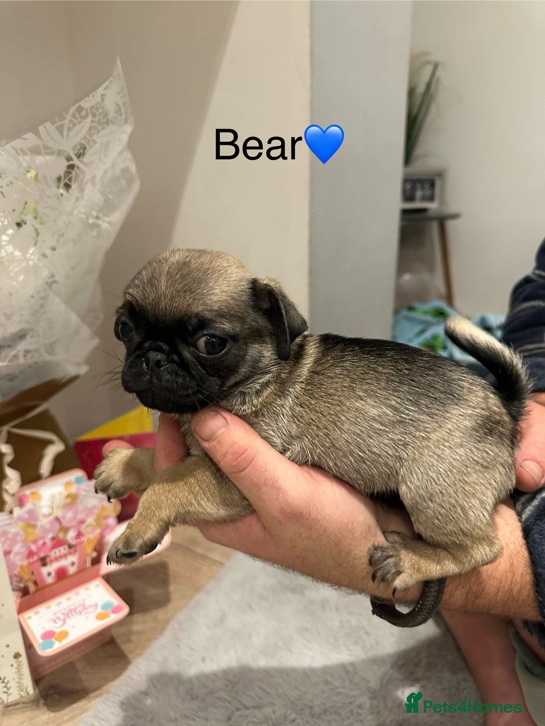 Pug dogs for sale: 🐶 KC Registered Pug Puppies-Ready Now! 🐶 - Image 6
