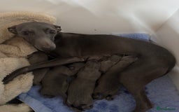 Whippet dogs for sale: Solid Blue KC Whippet Puppies - Image 9