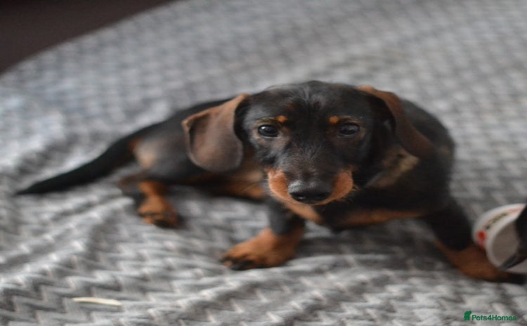 Miniature Dachshund dogs in Stowmarket - Advert 12