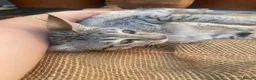 Savannah cats for sale: Savannah PED’G kitten last light bst girl F5SBT - Advert 6
