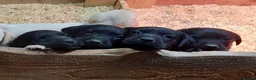 Labrador Retriever dogs for sale: Beautiful Black & Golden Labrador Puppies  - Advert 23
