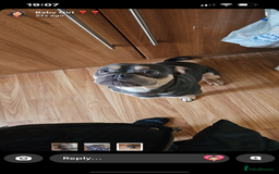 Mixed Breed dogs for sale: French/American bully  - Advert 1