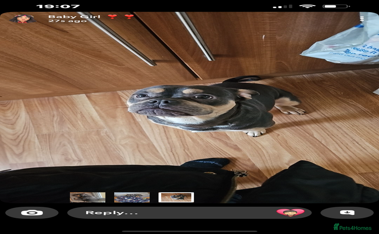 Mixed Breed dogs French/American bully  - Advert 2