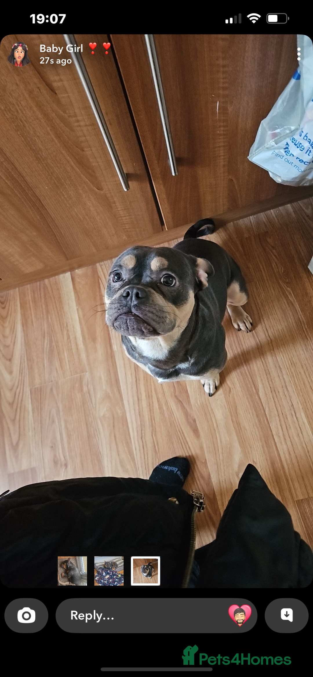 Mixed Breed dogs for sale: French/American bully  - Advert 1