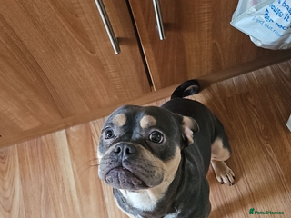 Mixed Breed dogs French/American bully - Advert 1