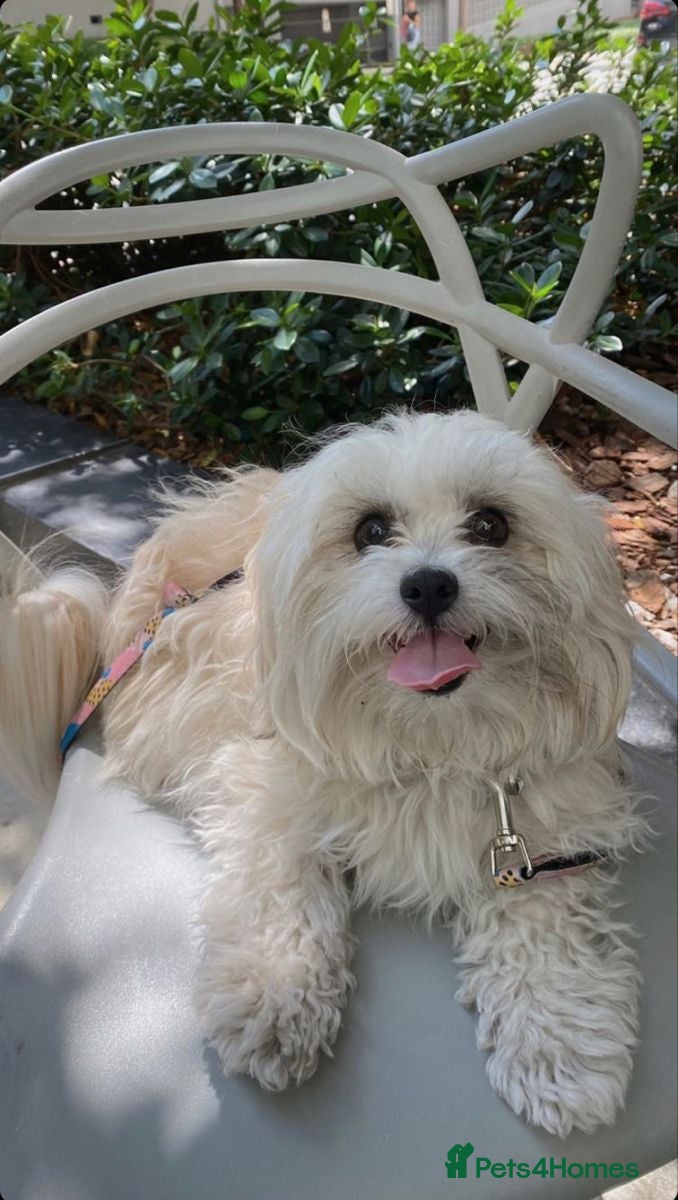 Mixed Breed dogs Adorable Pure White Maltese Puppy Girl - Advert 1