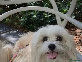 Mixed Breed dogs Adorable Pure White Maltese Puppy Girl - Advert 1