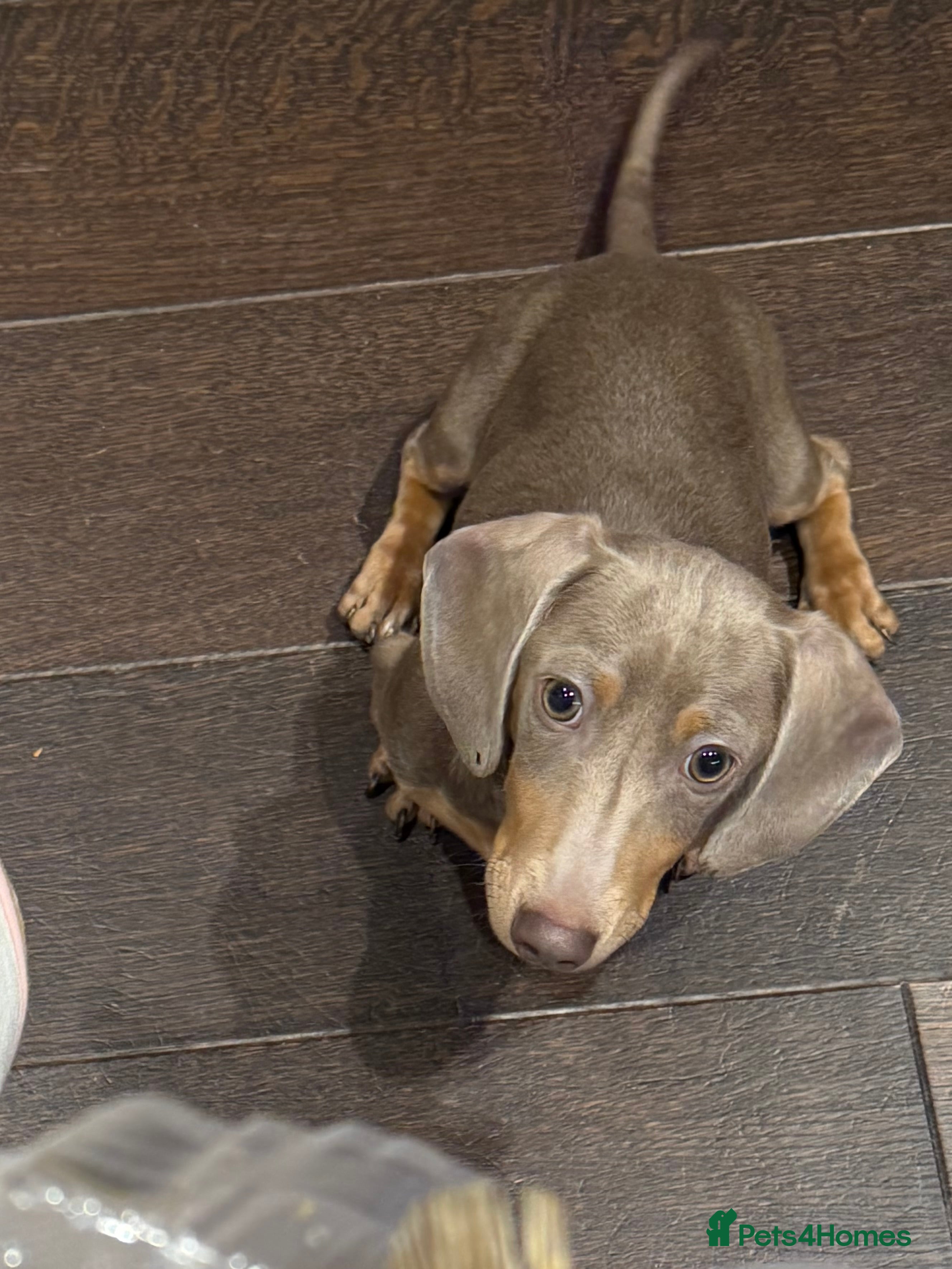 Miniature Dachshund dogs 6-Month Isabella Dachshund Girl Seeking 4ever Home - Advert 1