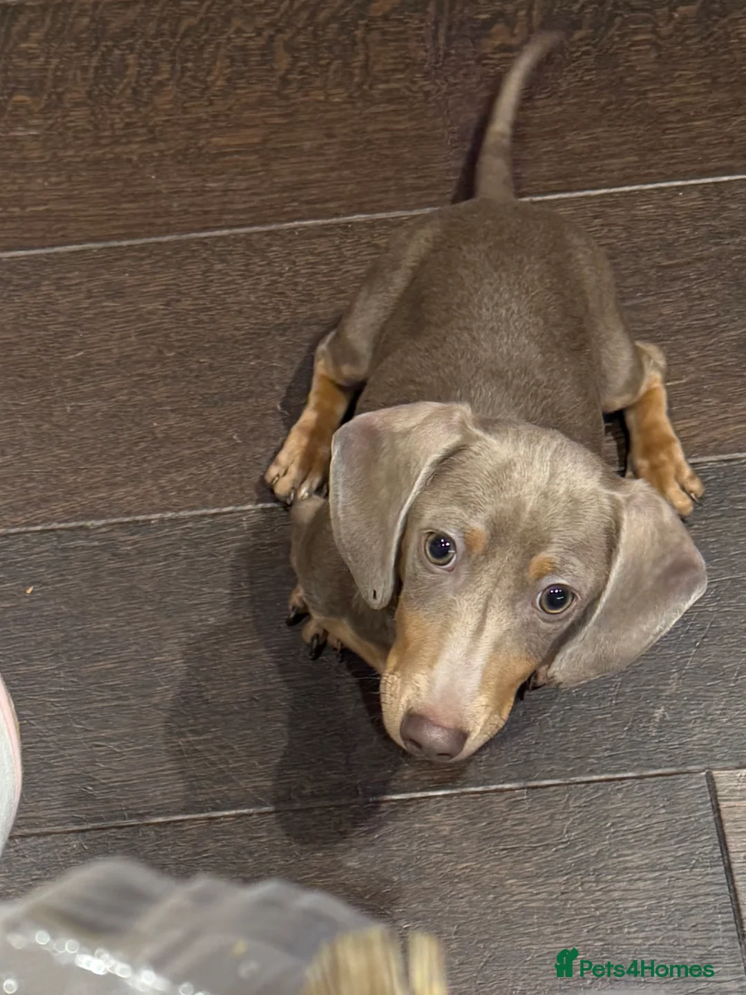 Miniature Dachshund dogs for sale: 6-Month Isabella Dachshund Girl Seeking 4ever Home - Advert 1