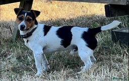 Jack Russell dogs for sale: Gorgeous short legged Jack Russell puppies   - Image 2