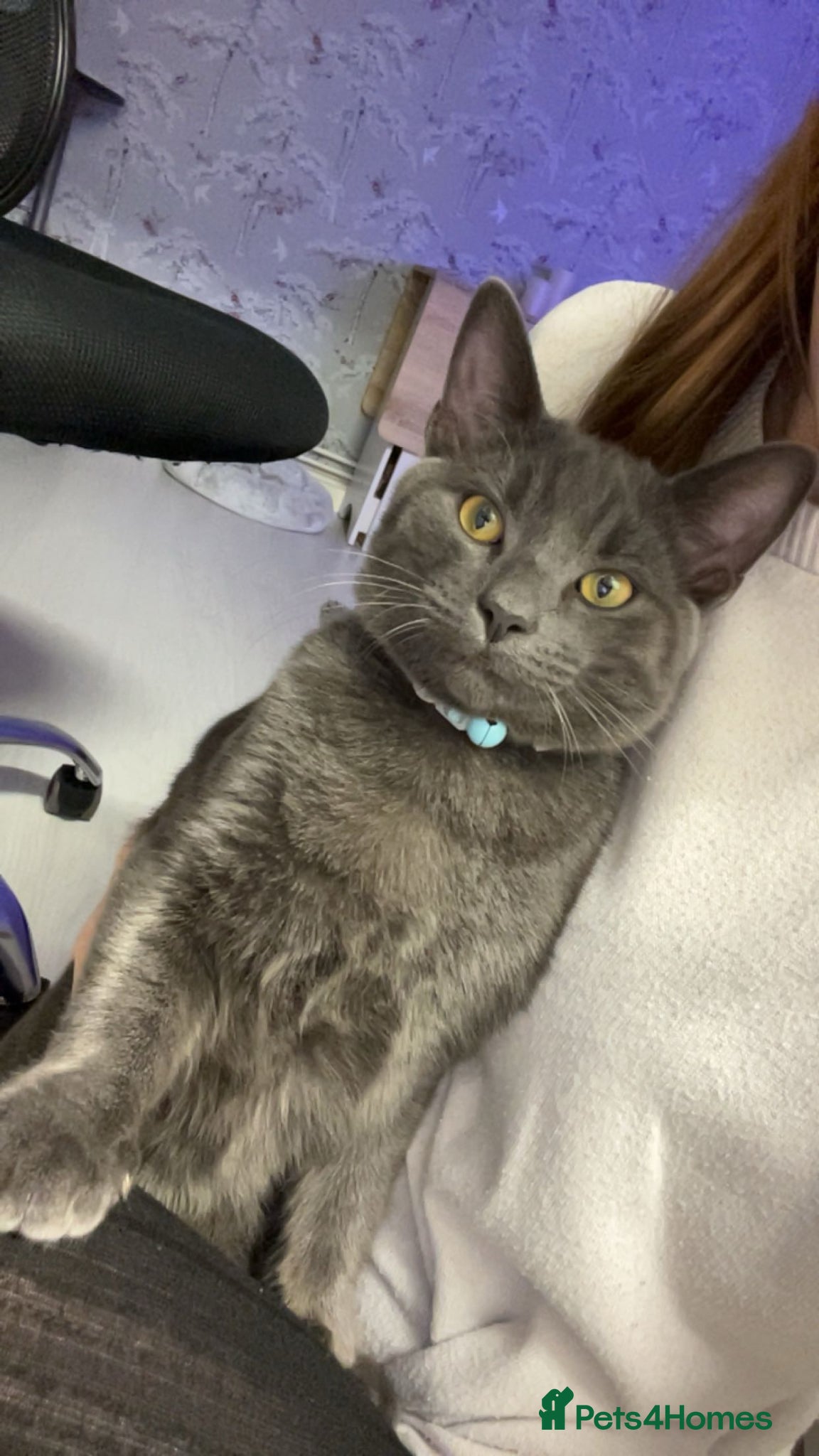 Domestic Shorthair cats Domestic shorthair male 1 year old  - Advert 1