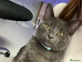 Domestic Shorthair cats Domestic shorthair male 1 year old - Advert 1