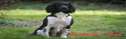 English Springer Spaniel dogs for sale: KC Registered Springer Spaniel Puppies  - Advert 2