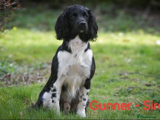 English Springer Spaniel dogs KC Registered Springer Spaniel Puppies - Advert 10