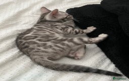 Bengal cats for sale: Grey/Silver Bengal Kitten (Male) - Image 5